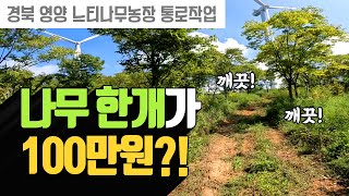 제 농장 나무 터치만해도 2박3일 걸립니다 : 굴삭기 블레이드 통로 작업 | 나무대장