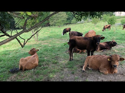 Murnau-Werdenfelser Rinder - Käfer Gut Kaltenbrunn @ Gmund/Tegernsee