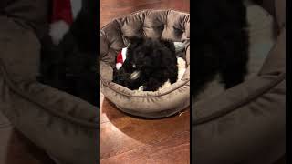 Video preview image #1 Schnoodle (Miniature)-Snorkie Mix Puppy For Sale in ALEXANDRIA, VA, USA
