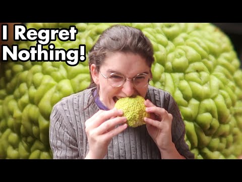 The Culinary Applications of the Osage Orange 01: Eating Tree Brains, Hedge Apple.