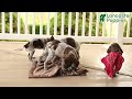 German Shorthaired Pointer dogs for sale: Candy - Video 1