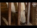 Lost Polar Bears Get Sent To Polar Bear Jail | Kritter Klub