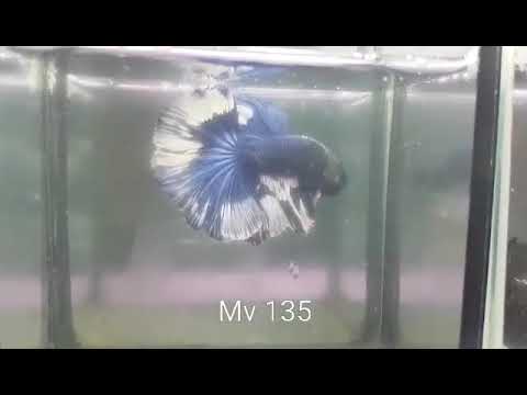 (MV-135)Blue Marble Fancy Rose Tail Halfmoon Male Betta