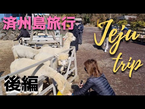 [Viagem à Ilha de Jeju para residentes coreanos] Parte 2: Alimentando alpacas em uma fazenda, Museu Mundial do Automóvel e Piano, etc.