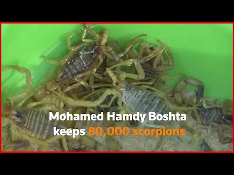 埃及男子提取蠍子毒液入藥 (Egyptian man extracts scorpion venom for medicine)