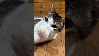 2026年8月7日 今日のしーちゃんฅ^•ω•^ฅ