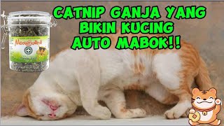 Download lagu Catnip Ganja yang bikin kucing auto mabok mp3