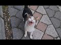 Poor Hungry Cat Meows Loudly And Begs For Food