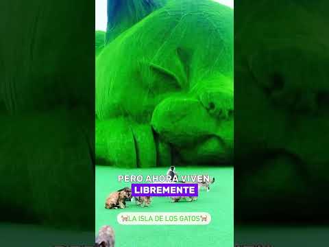 «Aventura Acogedora de PhotoCat: Captura Momentos en una Isla Llena de Gatos»