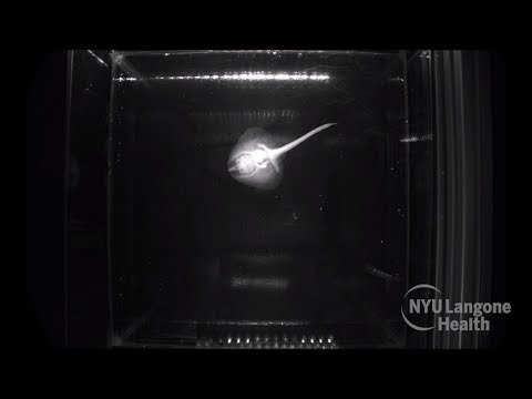 古代の魚は陸上動物の前を歩いた