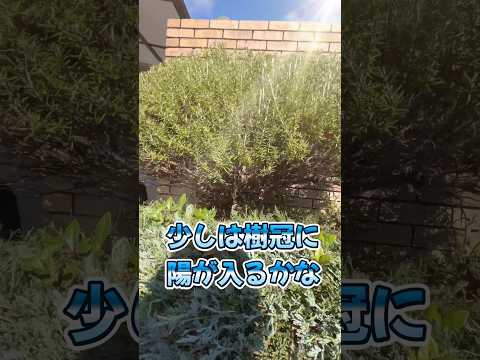 ローズマリーの葉が茶色になるのはなぜですか?最も一般的な 5 つの原因と植物を救うためのヒント  庭園