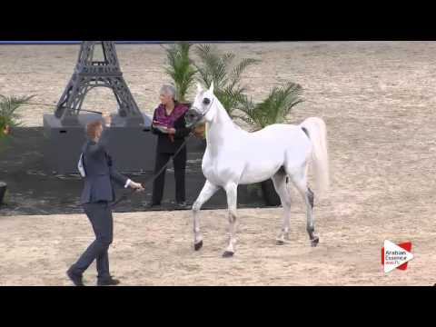 N.132 ADHAM SAQR - Paris 2015 - 4+ year old Stallion (Class CM6 B)