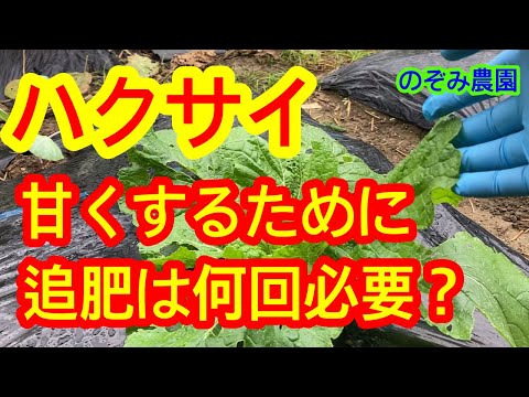 鉢植えのキョウチクトウを元気に開花させるには、どれくらいの頻度で水を与えるべきでしょうか?  庭園