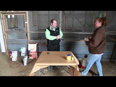 download lagu mp3 mp4 Cutting Chickens Toenails, download lagu Cutting Chickens Toenails gratis, unduh video klip Cutting Chickens Toenails