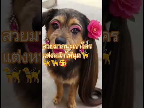 สวยงามมาก#สุนัขน่ารัก #สุนัขแสนรู้ #funny