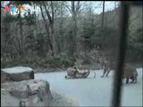 Tiger Vs Lion, Tiger's knock out punch, sending lion flying as far as 3 meters !