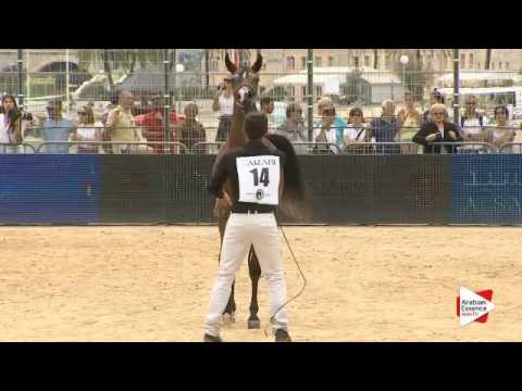 N.14 KONOUZ ALBIDAYER - Menton 2016 - Yearling Fillies (Class 1A)