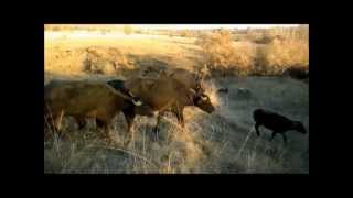 preview picture of video 'Pregon bivolica, konja i goveda na novi pašnjak'