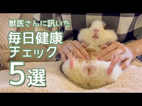 モルモットは食べません