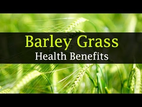 10 barley grass benefits - weight loss, skin, juice
