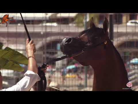 N 117 SHAHEEN LEMBARAK   2020 Menton Mediterranean and Arab Countries Arabian Horse Championship   7