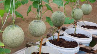 How to grow melons easily with high productivity i