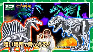 【アニア研究所】#34　「暗い場所で恐竜の骨が光る！ アニア　骨格標本シリーズ」【タカラトミー公式】 ティラノサウルス | スピノサウルス