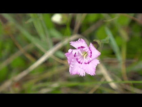 download lagu mp3 mp4 Dianthus Gallicus, download lagu Dianthus Gallicus gratis, unduh video klip Dianthus Gallicus