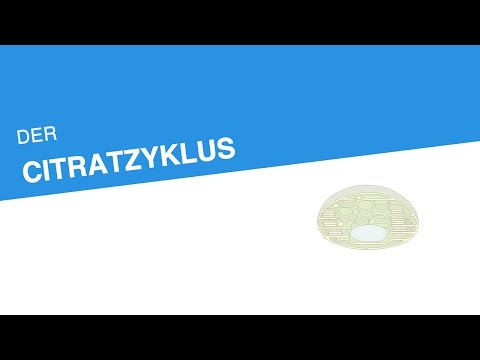DER CITRATZYKLUS | Biologie | Stoffwechselbiologie