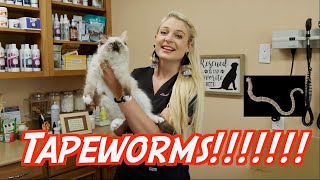 TAPEWORMS !? | How to treat and prevent them!!