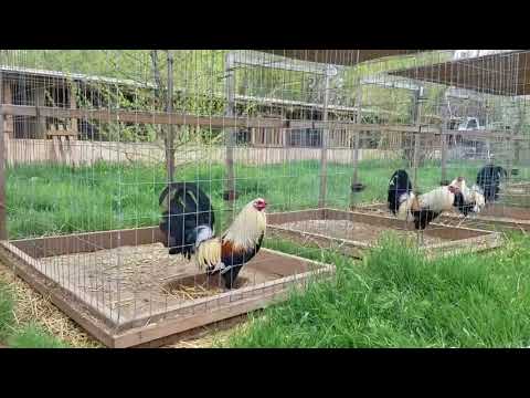 Gallos Kelso, Sweater y Giros  de Grandview Game Farm