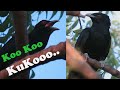 Koel Bird Singing குயில் பாட்டு Coo Coo Cuckoo