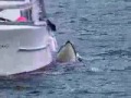 罕見！殺人鯨跟船上的狗玩
