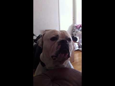 American Bulldog Kjell Is Singing