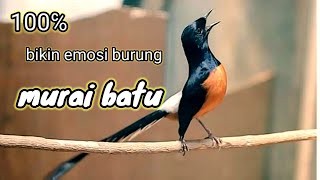 Download lagu suara pikat murai batu 100℅ cocok buat Master mp3