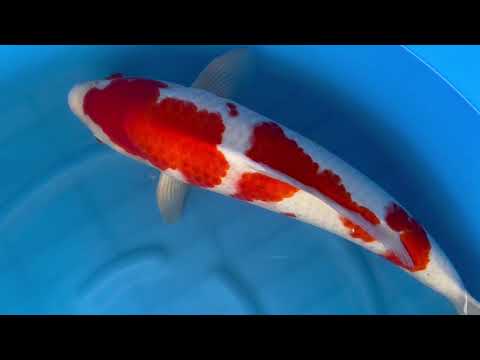 Kohaku