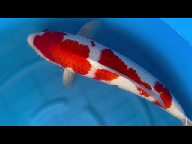 Kohaku