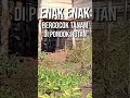 Enak Enak Bercocok Tanam Di Pondok Hutan Shorts