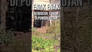Download lagu Enak enak || bercocok tanam di pondok hutan - #shorts mp3