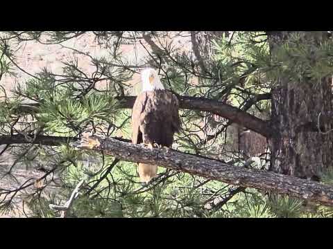 Wow! Eagle is eying on the trout below. ! February 2, 2026