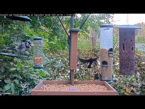 Blue Jays Snags Last Peanut From Feeder In Sapsucker Woods – Sept. 30, 2021