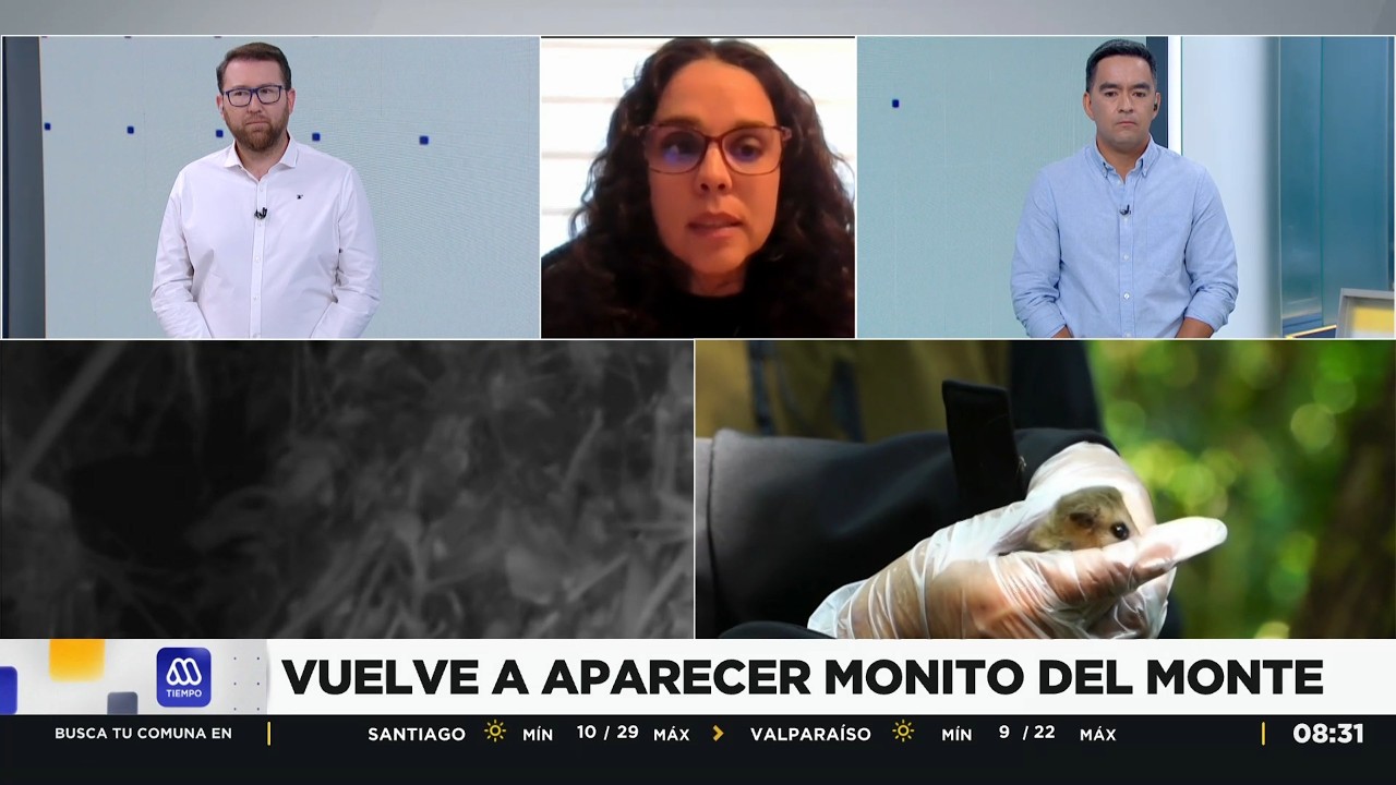 En MEGA, Andrea Bahamonde, jefa de Áreas Protegidas de CONAF Aysén habló sobre el monito del monte.