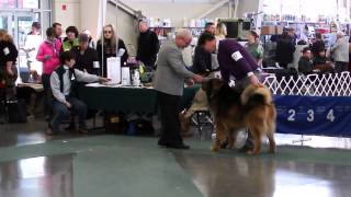 preview picture of video 'Sasha, Kyi, Trip, Peach, Whidbey Island KC Dog Show, Nov 15, 2014'