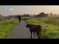 Losgebroken koe rent met fietser mee over fietspad