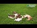 Mixed Breed dogs for sale: Madison - Video 1