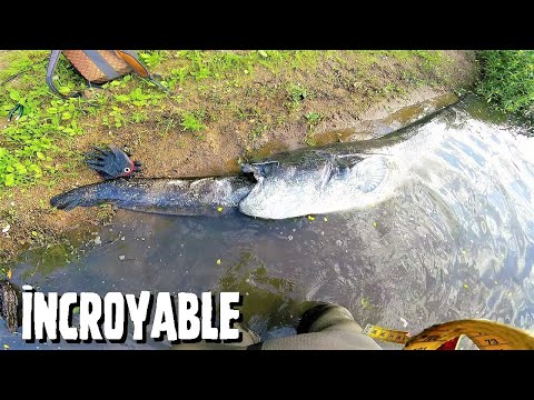 Pêche INCROYABLE en Loire : 3m30 de SILURES !