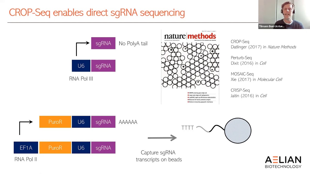 Next generation CRISPR screens based on single-cell transcriptomics | Tilmann Buerckstuemmer