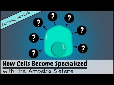image-How is the differentiation of stem cells controlled?