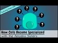 How Cells Become Specialized [Featuring Stem Cells]