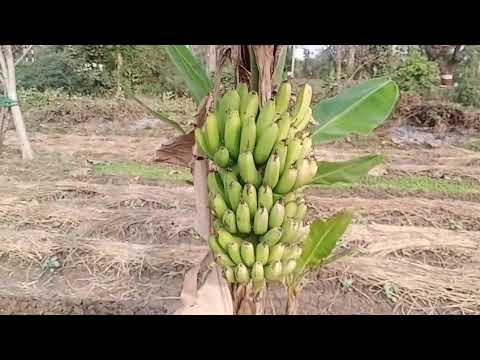 Natural farming model farm at Krishi Vigyan Kendra-Tapi